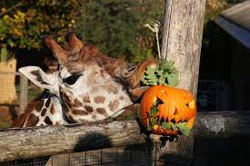 Halloween Comes Early For The Animals At London Zoo London Zoo Zoo Animals Zoo