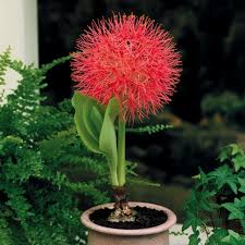 Image result for Scadoxus multiflorus
