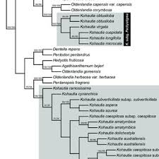 Image result for Kohautia caespitosa