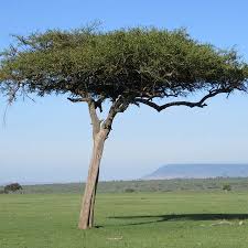 Image result for Balanitaceae