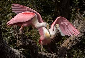 1) the water is colder than 32f because something was added to lower hte melting point of the water ice in the cooler. Higher Water Levels Make Nesting More Difficult For South Florida Spoonbills Audubon Florida