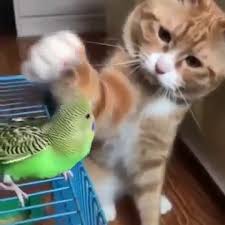 Funny Cat Video Animaux Adorables Animaux Mignons Animaux Droles