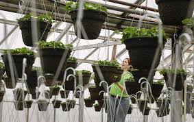 Eastern Iowa Garden Center Businesses Remain Hard At Work The Gazette
