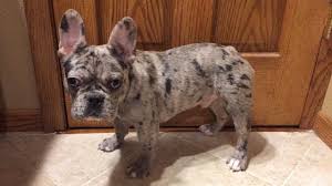 Puppies come with health guarantee contract, immunization record, and puppy information… French Bulldog Puppy Dog For Sale In Sheboygan Falls Wisconsin