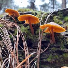 Image result for Helichrysum candolleanum