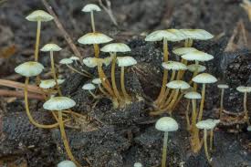 Image result for Strobilurus conigenoides