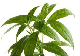Andrographolide có tác dụng kháng virus tiềm năng trong việc điều trị. Kem Thuáº§n Má»™c Co Dung Cho Tráº» SÆ¡ Sinh Khong Mang Báº§u Tráº» Nhá»