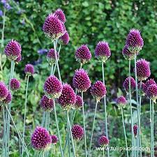 Drumstick Allium Planting Bulbs Allium Bulb Flowers