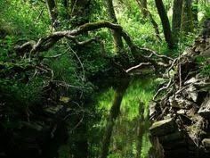 Wood doe & her fawns. 50 Puzzelwood Forest Of Dean Gloucester England Someday Ideas Forest Of Dean Forest England