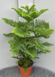 Image result for Araucaria heterophylla