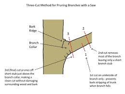 The answer to this question is usually no. Three Cut Method For Pruning Branches Deep Green Permaculture