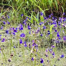 Image result for Coleus tetragonus