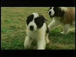 Pedigree Puppy We Re From Puppies Tv Commercial 2006 Youtube