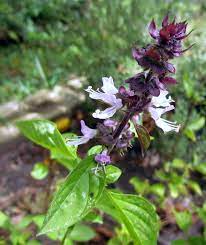 Because the genetics of the purple basils are somewhat unstable often a plant will have a gorgeous pattern of green and purple variegation for a while. Cinnamon Basil Wikipedia