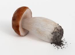 Mushroom Free 3d Model In 2020 Stuffed Mushrooms 3d Model Model
