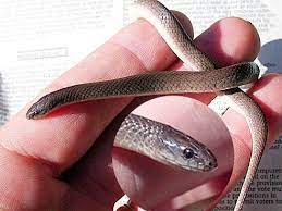 Rough Earth Snake Snake Texas Snakes Reptiles And Amphibians