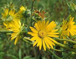 A world of grass and flowers stretched around me, rising and falling in gentle undulations, as if an enchanter had struck the ocean swell, and it was at rest forever.you will scarcely credit the profusion of flowers upon these prairies. Compass Plant Rosinweed Mdc Discover Nature