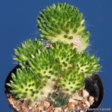 Image result for Austrocylindropuntia
