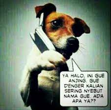 Halo Anjing Lelucon Lucu Lucu Lelucon