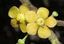 Image result for Celastraceae