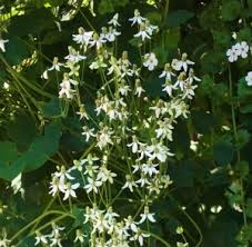 2 aabout clematis vancouver ™ deborah dahl a. Vines Mike S Garden Top 5 Plants Page 3