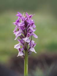 Image result for Cyrtorchis praetermissa