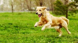 Check spelling or type a new query. Best Dog Training In Modesto Ca Livermore Puppy Trainers