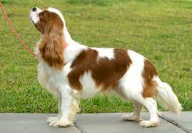 king charles spaniel general features temperament health