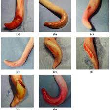 Pdf Penile Injuries In Immunocastrated And Entire Male Pigs Of One Fattening Farm