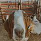 Small Animal Sale - Monte Vista Livestock Auction, E Hwy 60 Event Image