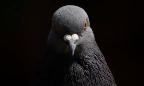 Image result for tbn:ANd9GcSHbzXs1kessAqDv7vBRCjqGb5EOeKOyWWMr8QKkcYGZeP2G5KpJA