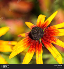 There are hundreds of varieties that give you choices between color, height, flower size and even time of bloom. Yellow Red Flowers Image Photo Free Trial Bigstock