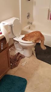 Maybe you would like to learn more about one of these? Just A Picture Of My Cat Drinking Out Of The Toilet 9gag