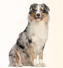 Short and smooth with some longer hairs skimming the shorter ones. Australian Shepherd