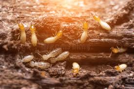 The methods used for the control of pests do not address the unique situation of termites. Termites Or White Ants Close Up Termites Or White Ants Affiliate White Termites Ants Termites Close Ad Termite Control Termites Insect Control