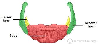 Image result for Hyoid Bone