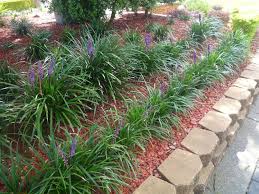 Liriope Muscari Evergreen Giant Plants Liriope Muscari Buy Garden