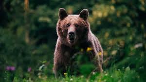 1.00 leo token (leo) = 1.9330 euro (eur) tingnan ang pinakabagong currency rates, mga kombersyon, mga tsart at marami pa para sa higit 1300. Romanian Ngo Fined For Rescuing Bear Cubs Without Permission Balkan Insight