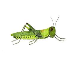 Grasshopper Insect Bug Art Print Entomology Illustration Etsy In 2020 Insect Art Bug Art Entomology Art