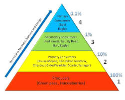 As seen in the food web, however, many carnivores can be in level 3 and 4. In What Trophic Level Do Humans Belong Example