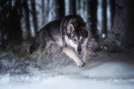 Das erste jahr mit zwei wolfshunden es war sooo schön und sooo aufregend Marxdorfer Wolfshund Anouka Pferdefotografie Hundefotografie Fotografie Bettina Niedermayr Pferde Mensch Pferd Hunde Port Wolf Hunde Wolfshund Hunde