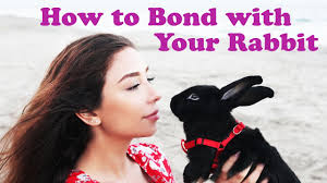 In this article why is my child aggressive? How To Bond With An Aggressive Rabbit Youtube