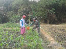 Pemupukan dilakukan di antara tanaman jagung 73 4. Babinsa Koramil Dlanggu Dampingi Petani Pemupukan Tanaman Jagung