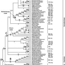 Image result for Brachychloa schiemanniana