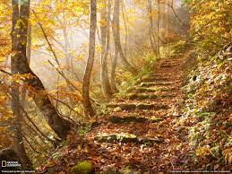 30 Of The Most National Geographic Photography Wonderful Autumn Leaves Japan Autumn Leaves Nature Wallpaper