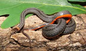 The agency notes that snakes are an important part of the ecosystem because of their major role as both a predator and prey. Snakes In Georgia The Good The Bad And The Truth