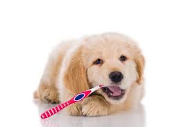 The same goes based on age. Brushing Puppy Teeth 101