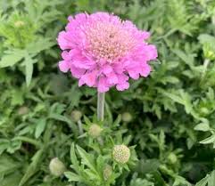 Image result for Scabiosa columbaria