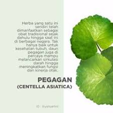 Pegagan Centella Centellaasiatica Herbs Alami Instagram