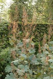 Image result for Macleaya cordata